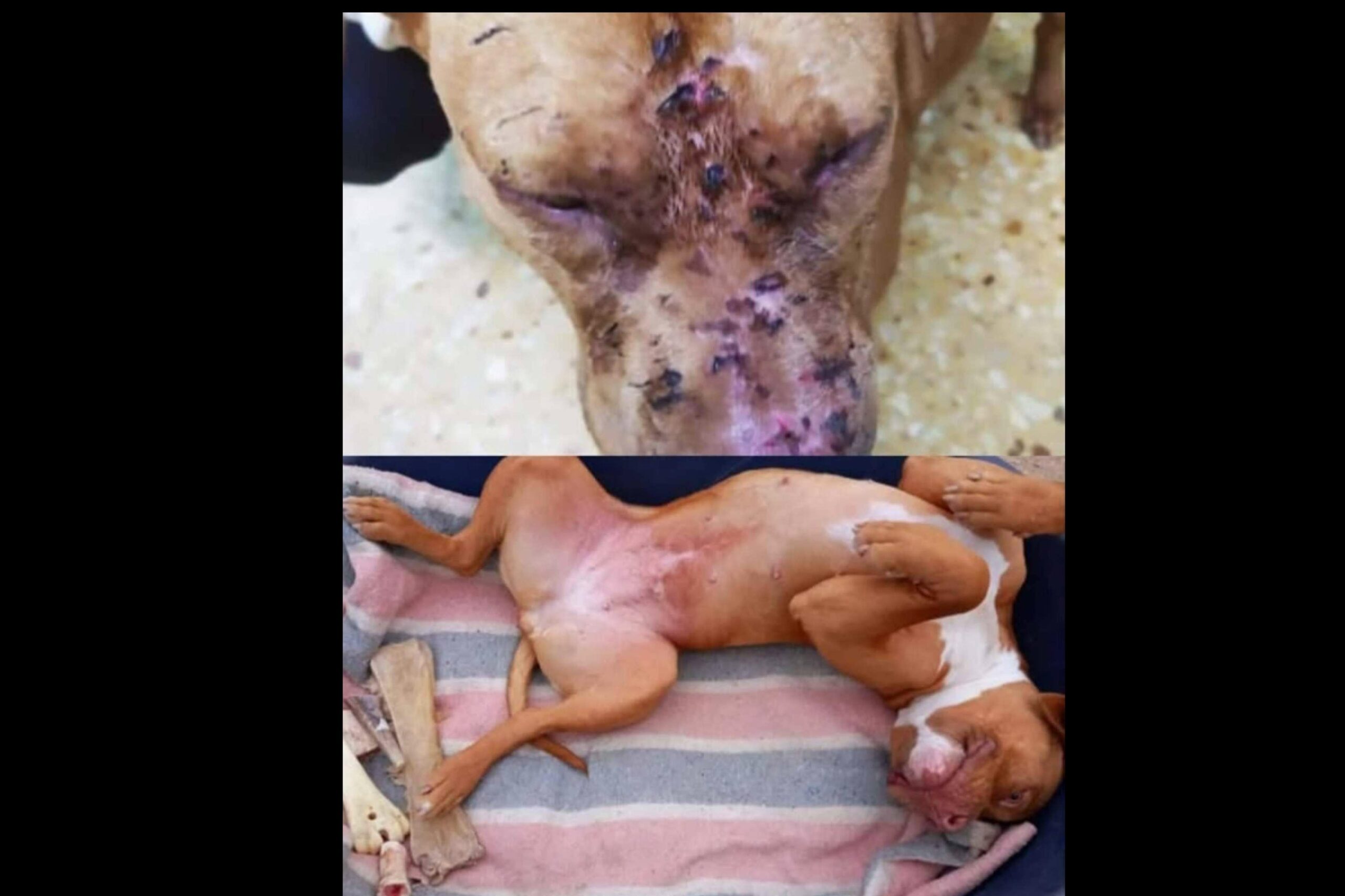 SOS Salvando Vidas España refuerza su labor de rescate animal solidario con nuevas vías de adopción responsable