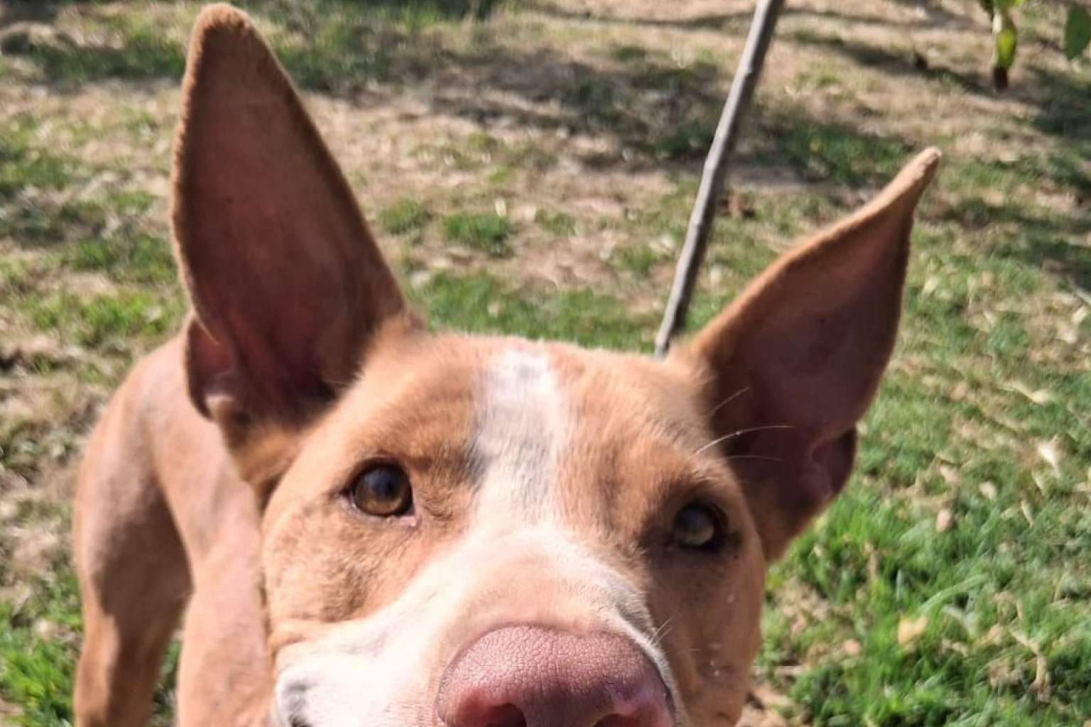 SOS Salvando Vidas transforma historias de abandono en adopciones responsables