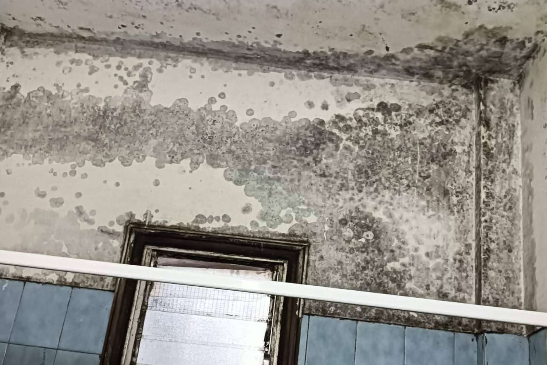 Moho; un enemigo invisible que afecta a la salud y al hogar