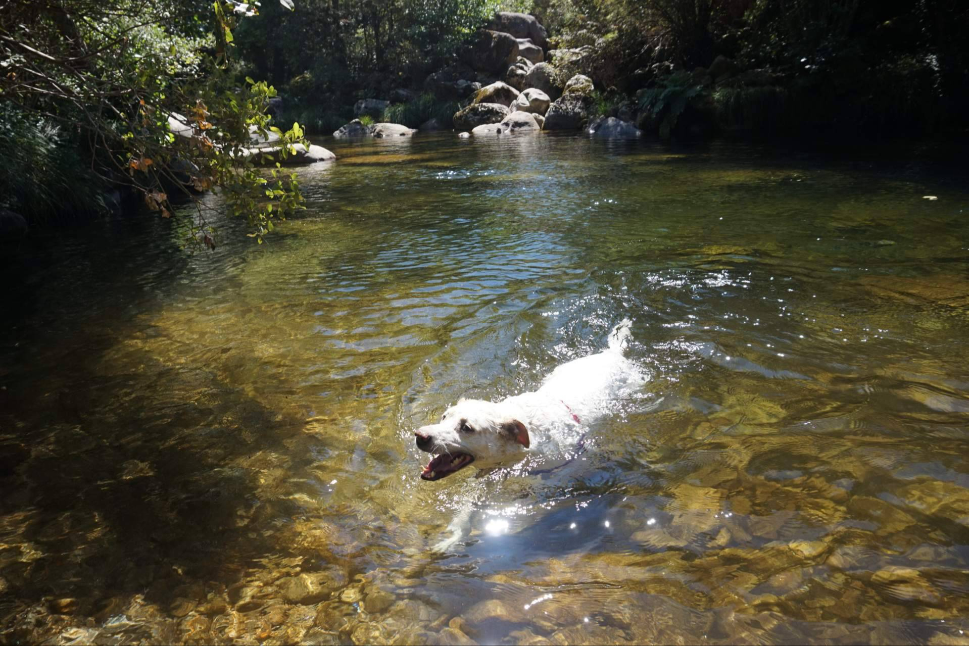 Extremadura con perro; zonas de baño dog-friendly y turismo pet-friendly en auge