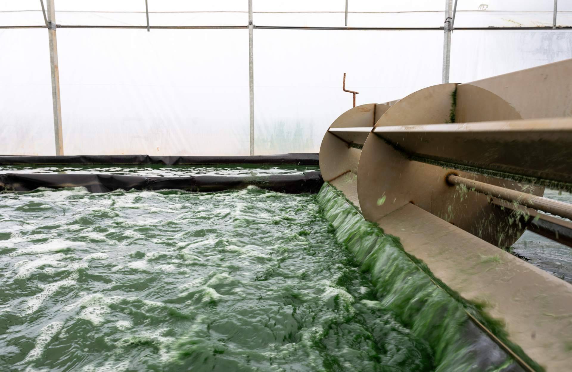 Catalunya impulsa la producción de espirulina fresca con ideas culinarias para todos los gustos