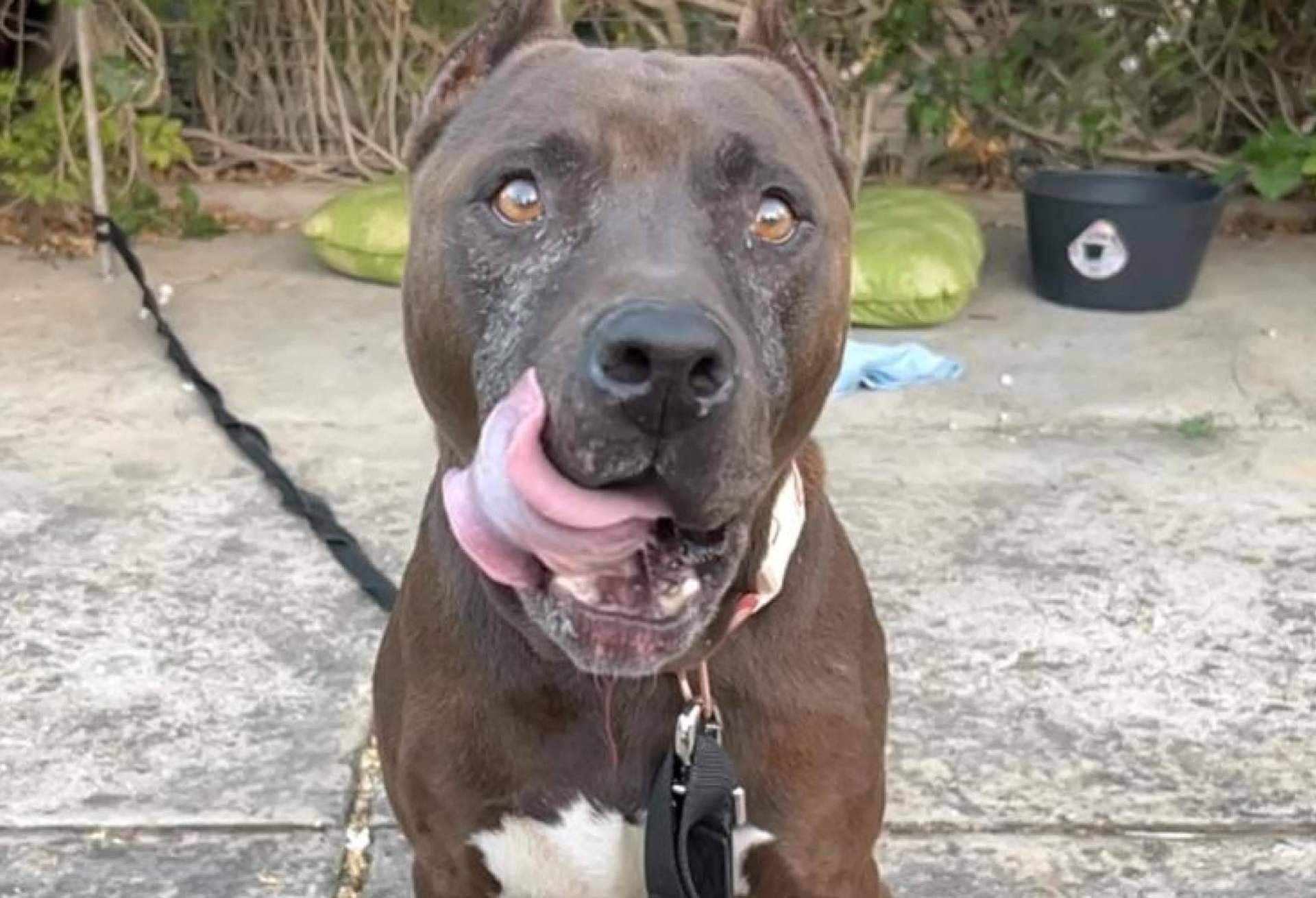 SOS Salvando Vidas España defiende el derecho a adoptar perros sin etiquetas ni prejuicios de raza